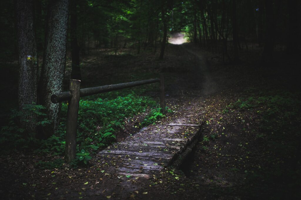 bridge, wood, forest-791577.jpg
