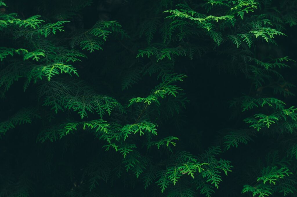 conifers, coniferous, evergreen-1867371.jpg