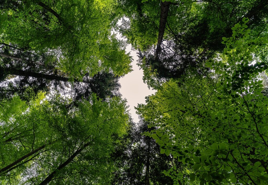 forest, nature, landscape-3409907.jpg